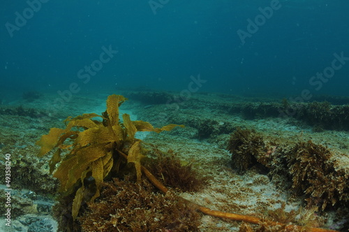 Single frond of brown stalked kelp Ecklonia radiata on flat rocky bottom. Location: Leigh New Zealand