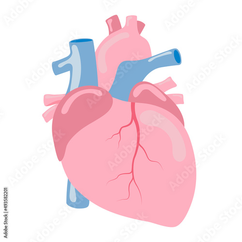 heart human internal organ anatomy