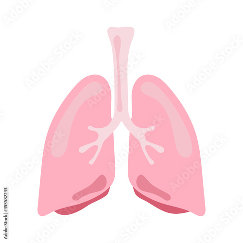 lung human internal organ anatomy