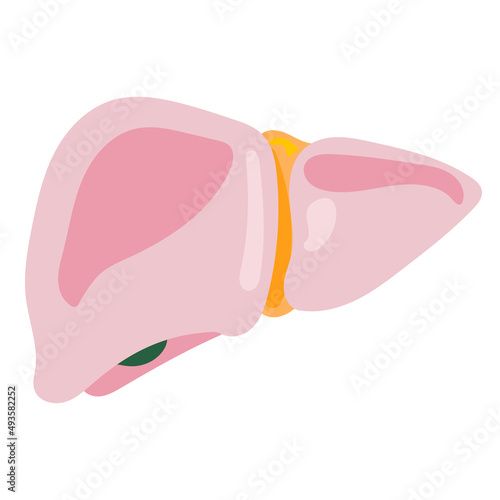 lung human internal organ anatomy