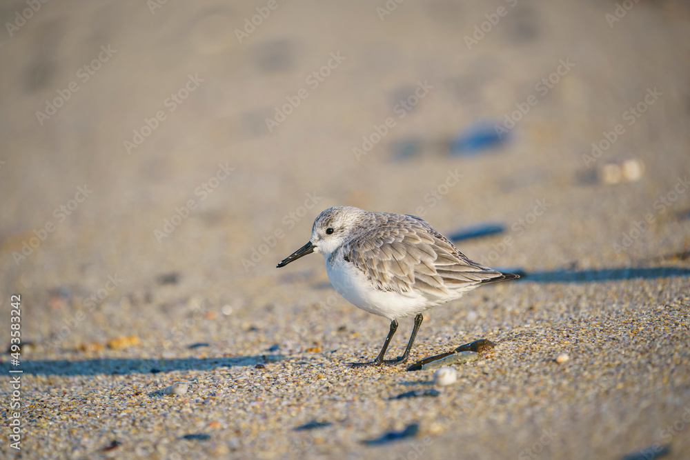 Sanderling (Calidris alba) feeding on the sand beach by the sea Sanderling (Calidris alba) feeding on the sand beach by the sea