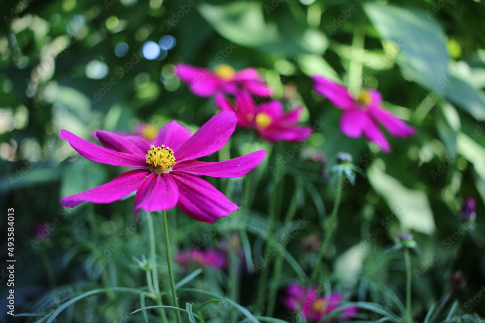 Fleur de cosmos mauve au jardin Fleur de cosmos mauve au jardin