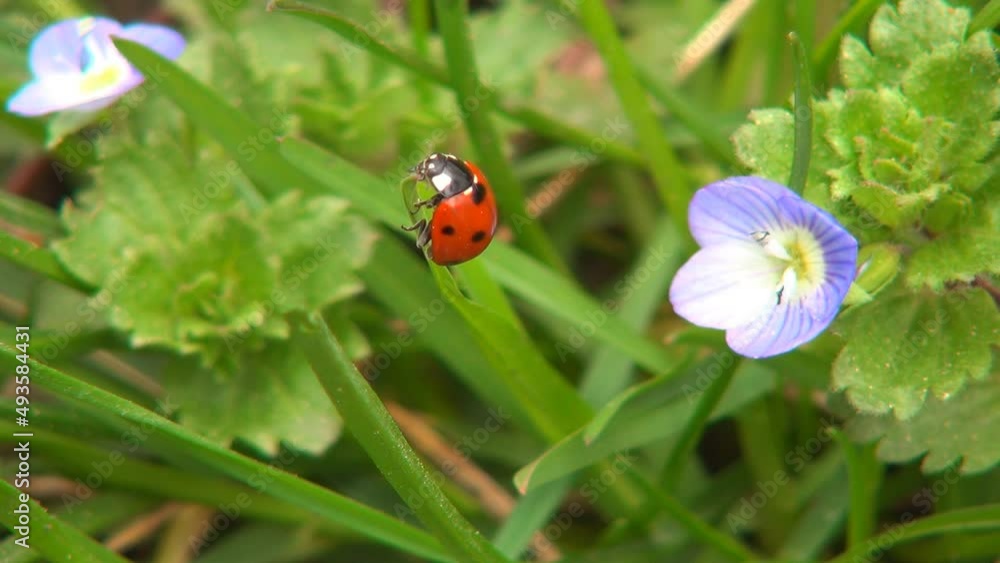 Ladybug Flying, Ladybird in Flight, Veronica Persica Flowers Field, Insect Bug Macro, Medicinal Herbs Plants in Nature, Botany Ladybug Flying, Ladybird in Flight, Veronica Persica Flowers Field, Insect Bug Macro, Medicinal Herbs Plants in Nature, Botany