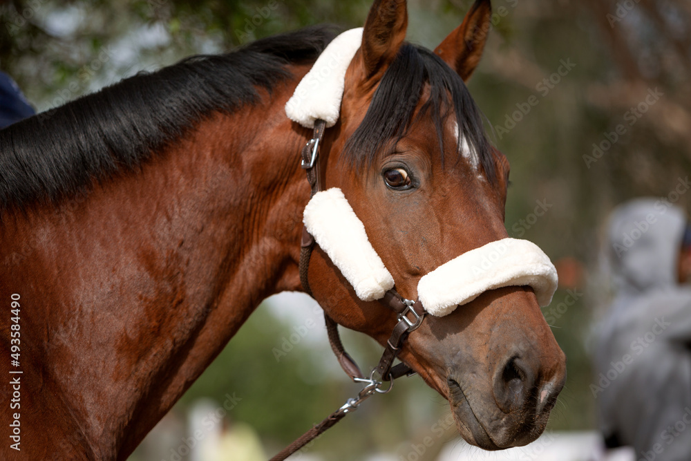 Obraz premium horizontal solar photo portrait of a horse close-up
