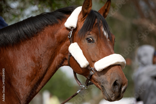 horizontal solar photo portrait of a horse close-up