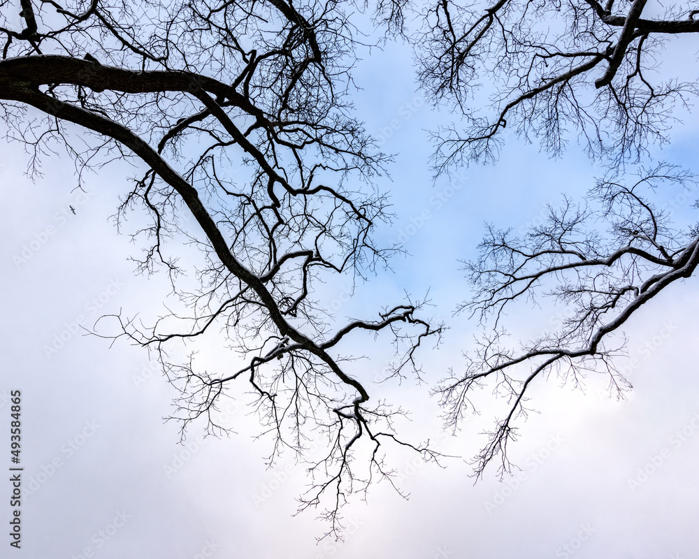 branches of trees without leaves on a blue sky background