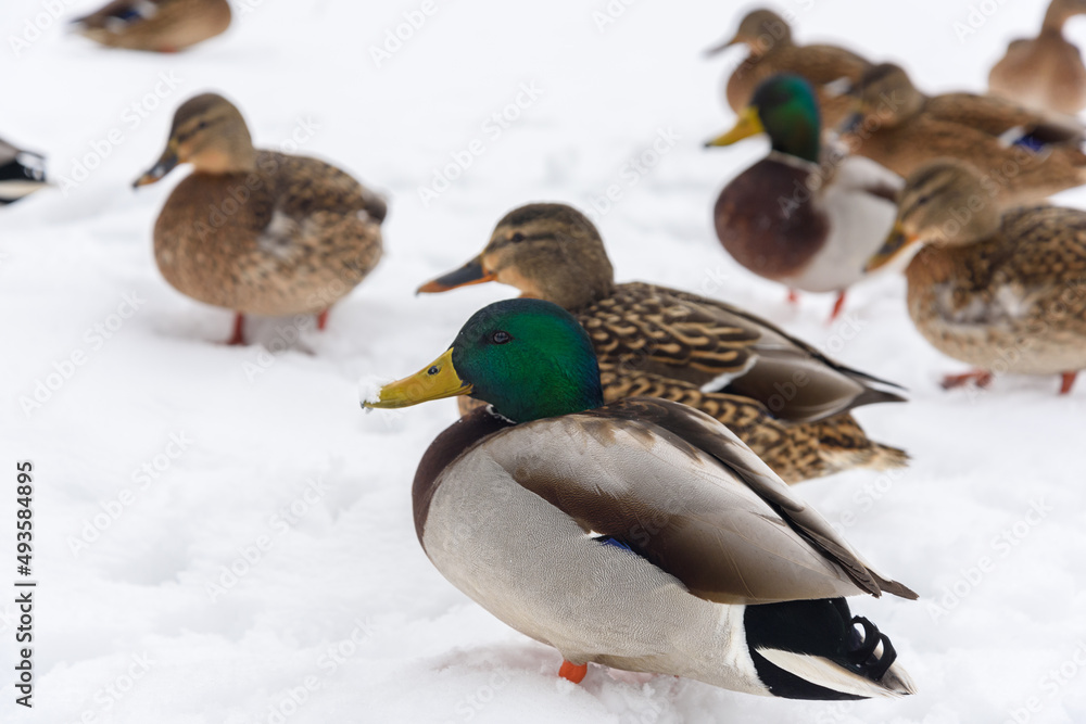 A flock of wild ducks in the snow, a large drake in the foreground A flock of wild ducks in the snow, a large drake in the foreground