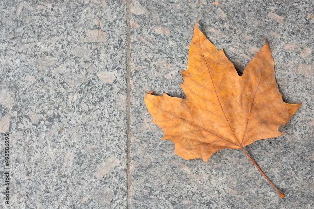 One orange leaf on grey stone. Nature beauty, autumn concept One orange leaf on grey stone. Nature beauty, autumn concept