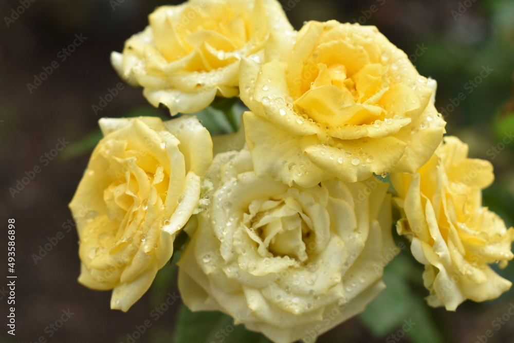 yellow rose with dew drops yellow rose with dew drops