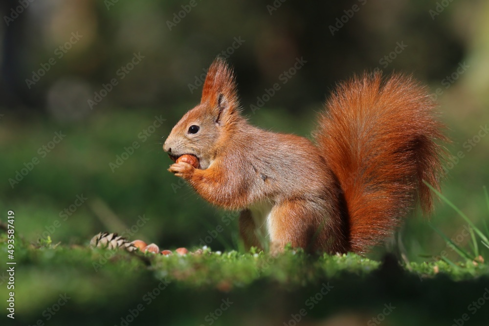 Beautiful portrait of a cute red squirrel. Sciurus vulgaris. Wildlife  scene with a european squirrel.