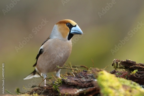 hawfinch sits on the stump . (Coccothraustes coccothraustes) Wildlife scene from nature. © Monikasurzin