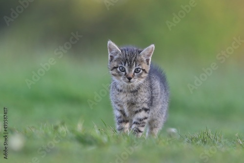 Beautiful portrait of a cute tabby kitten. 