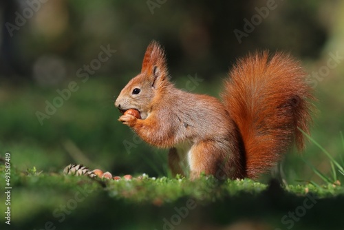 Beautiful portrait of a cute red squirrel. Sciurus vulgaris. Wildlife  scene with a european squirrel.