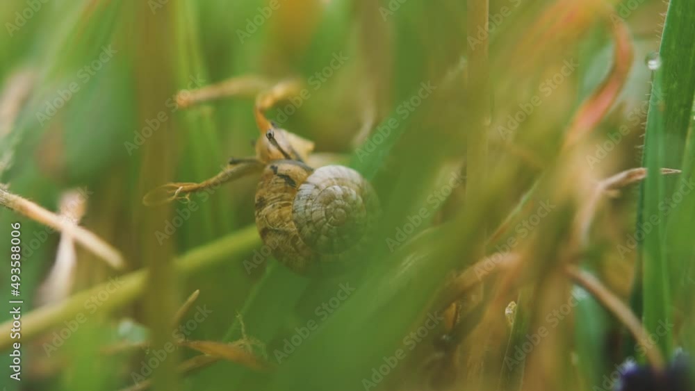Snail in the green grass close-up. Portrait of an invertebrate animal on a blurry background. A fragment of wild nature. Slow movement along the stem of the plant. Low depth of field, macro nature Snail in the green grass close-up. Portrait of an invertebrate animal on a blurry background. A fragment of wild nature. Slow movement along the stem of the plant. Low depth of field, macro nature