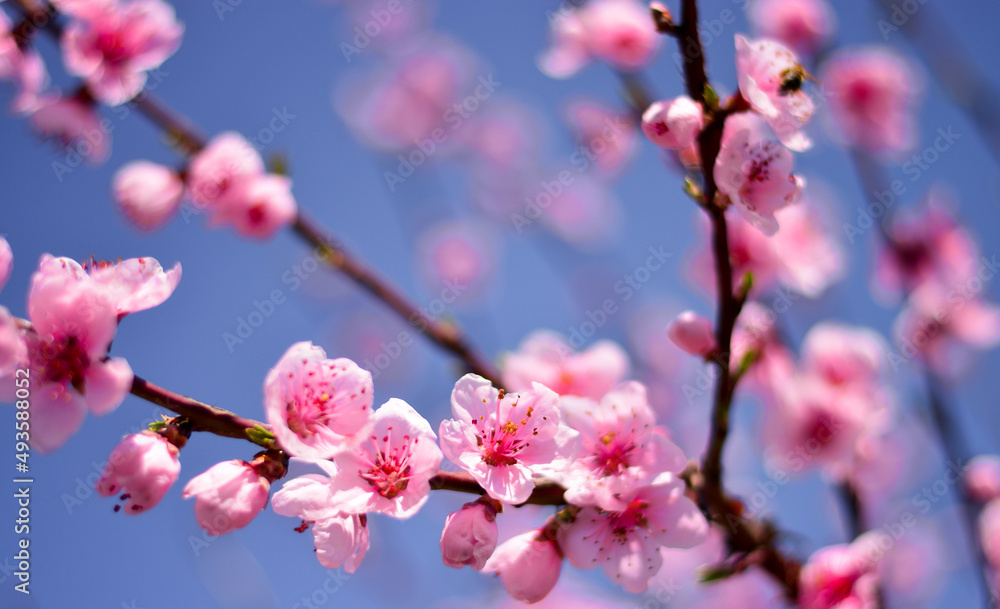 the trees are colored with happiness with the blossoming of Spring the trees are colored with happiness with the blossoming of Spring