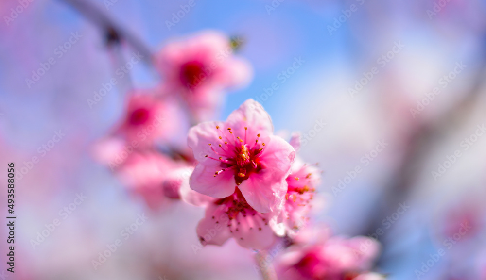 in splendid colors of the flowers that light up spring in splendid colors of the flowers that light up spring