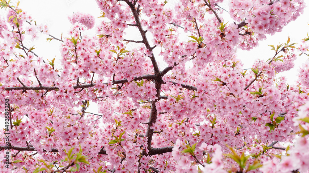 Fototapeta premium 河津桜 京都 淀水路