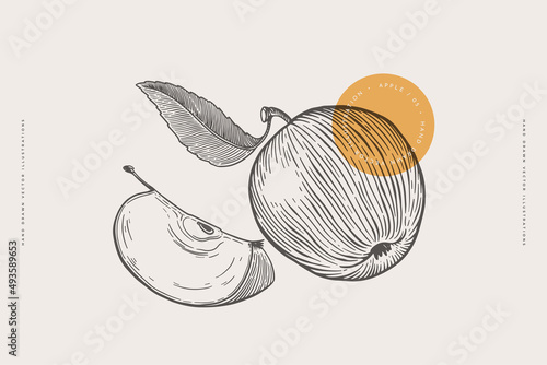 Hand-drawn apple in engraving style. Dessert fruits, sliced and whole. Design element for markets, shops, cafes, restaurants, packaging. Vintage botanical illustration on light background isolated.