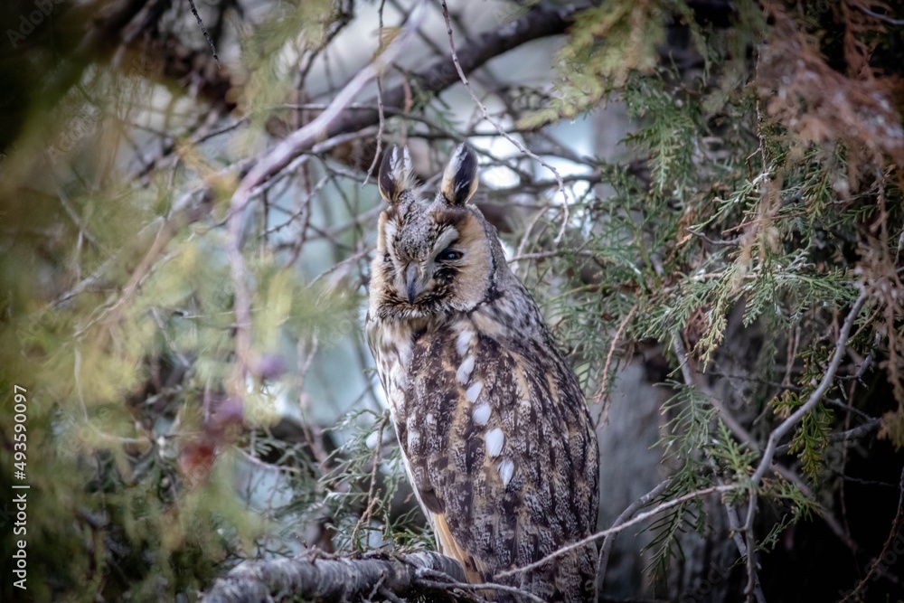 Obraz premium great horned owl in a tree