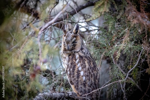 great horned owl in a tree