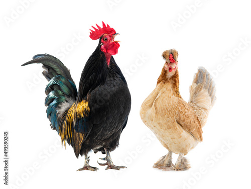 black rooster sings and brown chicken isolated on white background