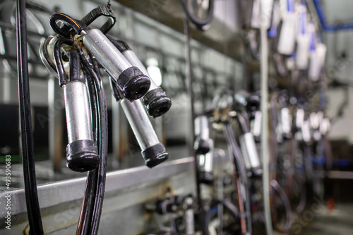 Billede på lærred A farmer milks cows with a milking machine on a dairy farm