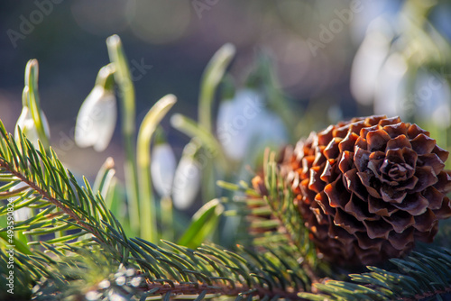 close up of pine conesnowdrop cone tree postcard Ukraine spring
