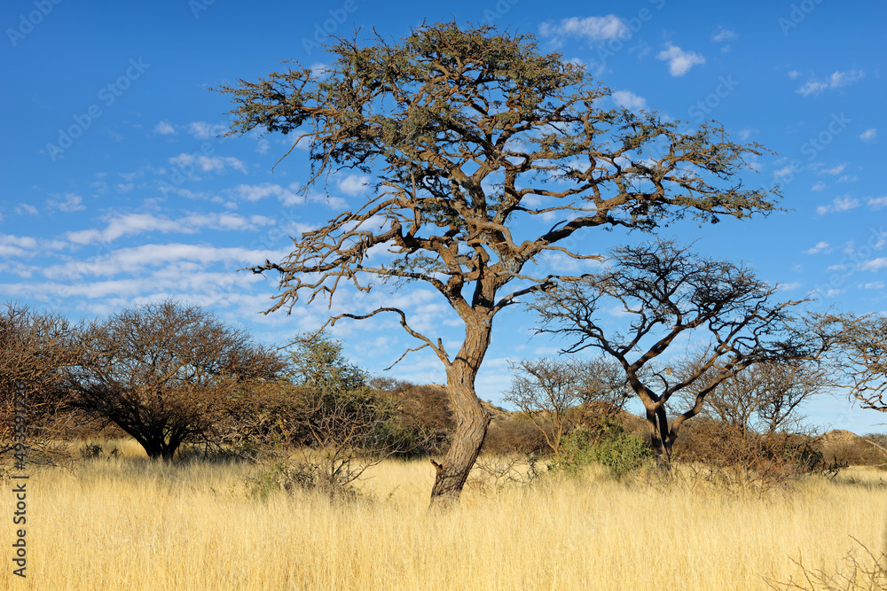 An African camel-thorn tree (Vachellia erioloba) in open savannah, South Africa. An African camel-thorn tree (Vachellia erioloba) in open savannah, South Africa.