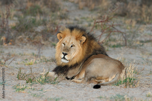 Big male African lion  Panthera leo  resting in natural habitat  Kalahari desert  South Africa.