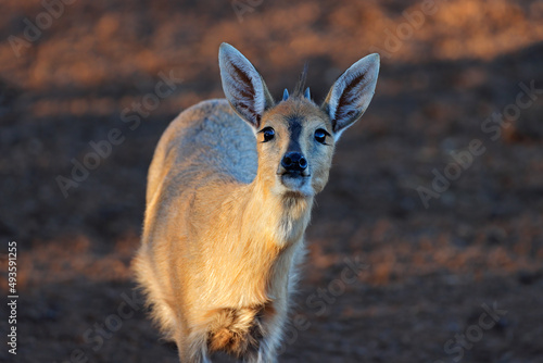 Portrait of a common duiker antelope (Sylvicapra grimmia), South Africa. photo