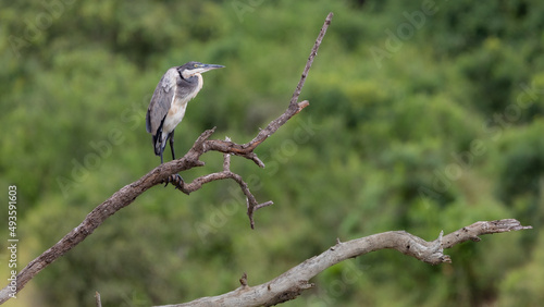 a Black headed heron perched in a tree
