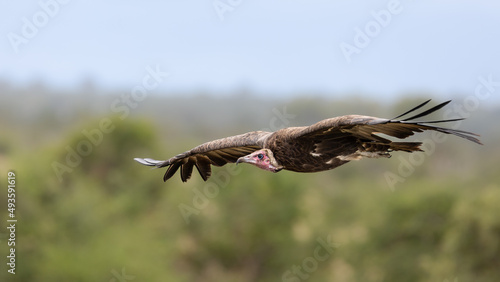 a Hooded vulture in flight © Jurgens