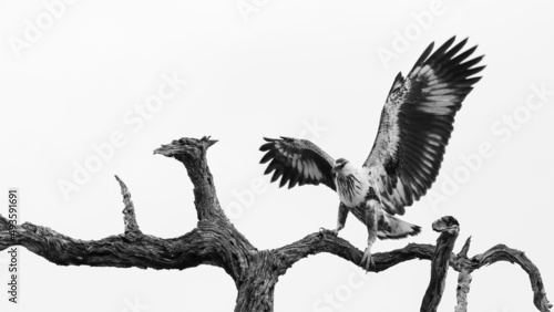 Juvenile Fish eagle landing in a tree