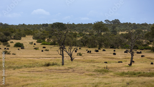 a herd of cape buffalo