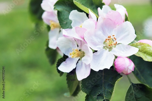 Blooming branches of an apple tree against the backdrop of nature  spring flowers  natural environment