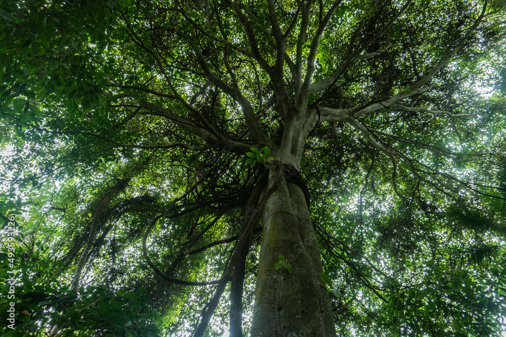 trees in the forest, Tayrona, Colombia