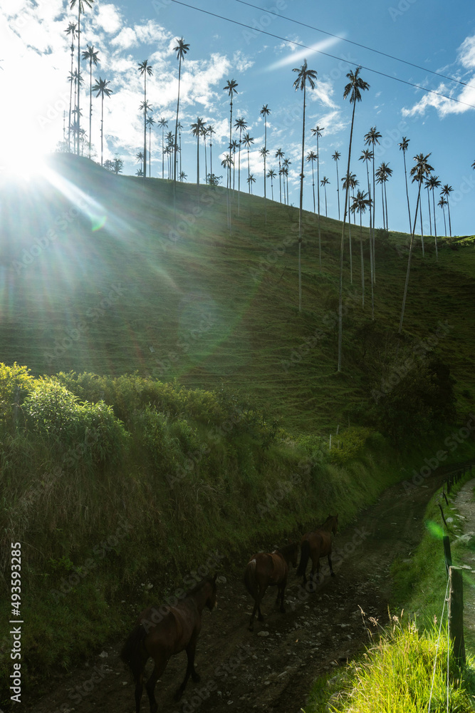 Wax palms in Cocora Park, Salento, Colombia