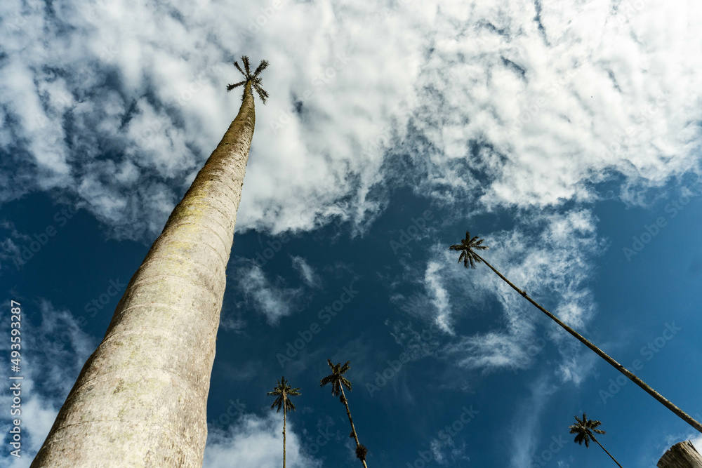 Wax palms in Cocora Park, Salento, Colombia