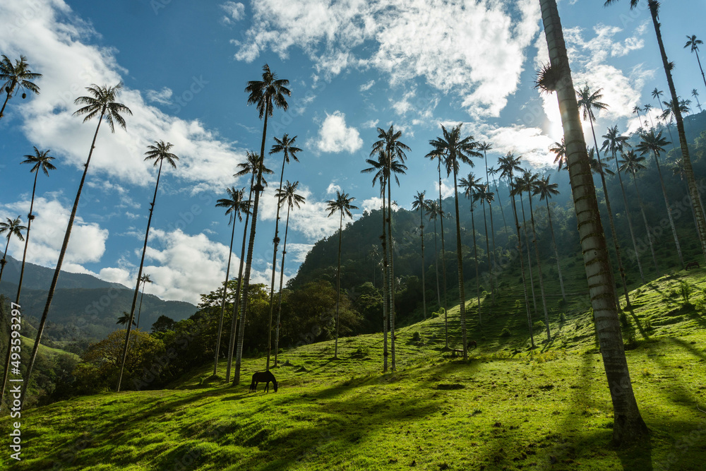 Wax palms in Cocora Park, Salento, Colombia