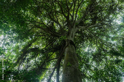 Obraz na płótnie trees in the forest, Tayrona, Colombia w salonie