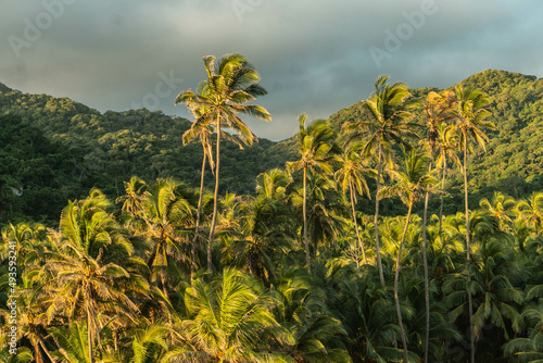 Palm trees in Tayrona Park, Colombia