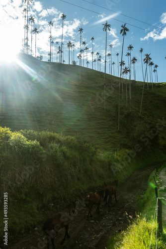 Obraz na płótnie Wax palms in Cocora Park, Salento, Colombia w salonie