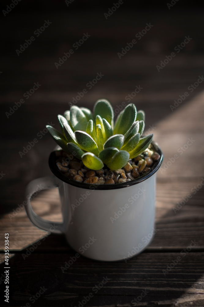 succulents in a cup on a dark wooden background succulents in a cup on a dark wooden background