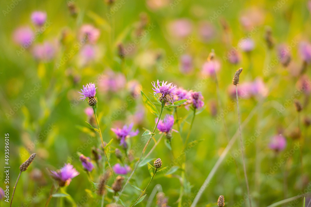 Cornflowers close-up in green grass. Field with cornflowers. Blue flower summer background. Cornflowers close-up in green grass. Field with cornflowers. Blue flower summer background.
