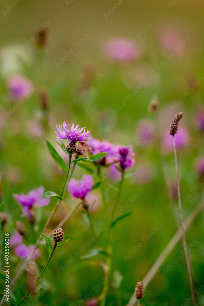 Cornflowers close-up in green grass. Field with cornflowers. Blue flower summer background. Cornflowers close-up in green grass. Field with cornflowers. Blue flower summer background.