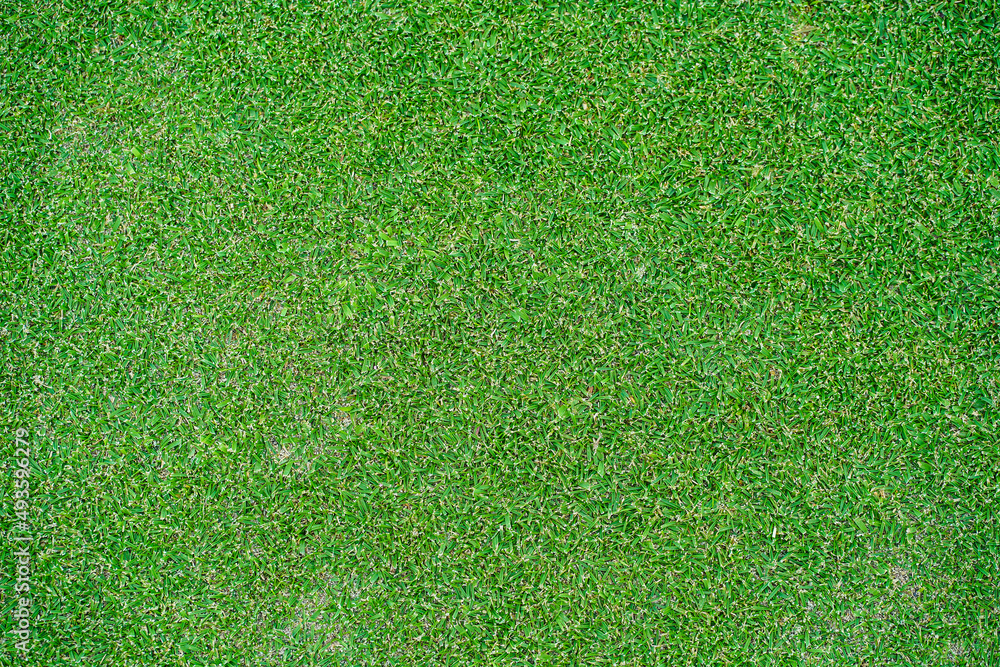 Fototapeta premium top view background of garden bright grass concept used for making green backdrop, lawn for sports field, golf course lawn green striped texture background.