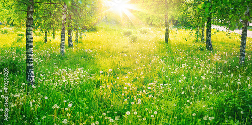 Fototapeta Naklejka Na Ścianę i Meble -  Birch grove in spring on sunny day with beautiful carpet of juicy green young grass and dandelions in rays of sunlight. Spring natural landscape background.
