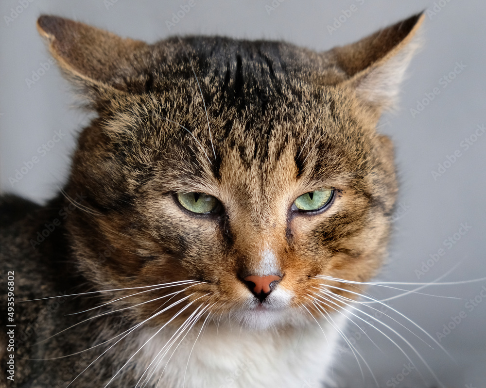 Obraz premium cat portrait