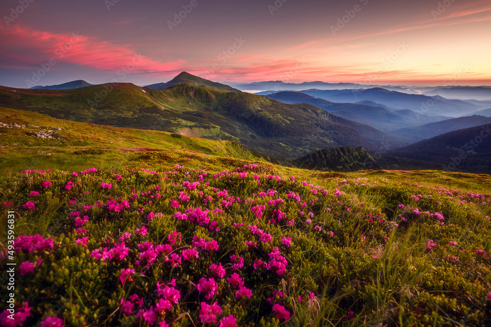Attractive summer sunset with pink rhododendron flowers. Carpathian mountains, Ukraine. Attractive summer sunset with pink rhododendron flowers. Carpathian mountains, Ukraine.