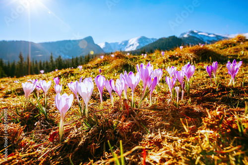 Alpine meadows are covered crocus flowers on spring High Tatras mountains. Zakopane, Poland. photo